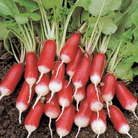  RADIS 1/2 long à bout blanc RADIS 1/2 long à bout blanc-FLUO F1 (Raphanus sativus)-Graines traitées - Graineterie A. DUCRETTET