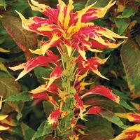  AMARANTHE AMARANTHE-SPLENDENS PERFECTA (Amaranthus tricolor)-jaune et rouge - Graineterie A. DUCRETTET