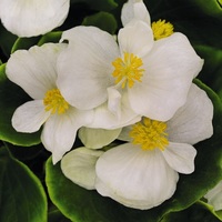 Graines de fleurs BEGONIA SEMPERFLORENS FAST F1 (Begonia semperflorens) - Graineterie A. DUCRETTET