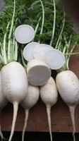 Production Biologique - RADIS NAVET (Minowase) - Graineterie A. DUCRETTET