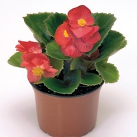 Graines de fleurs BEGONIA SEMPERFLORENS SPRINT PLUS F1 (Begonia semperflorens) - Graineterie A. DUCRETTET