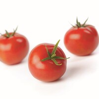  TOMATE RONDE TOMATE RONDE-GLORIETTE F1 (Solanum lycopersicum)-Graines biologiques certifiées - Graineterie A. DUCRETTET