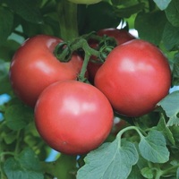 Graines potagères TOMATE RONDE PINK TREAT F1 (Solanum lycopersicum) - Graineterie A. DUCRETTET