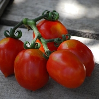  TOMATE CERISE TOMATE CERISE-Brin de muguet (Solanum lycopersicum)-Graines non traitées - Graineterie A. DUCRETTET