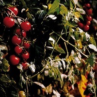 Graines potagères TOMATE CERISE Brin de muguet (Solanum lycopersicum) - Graineterie A. DUCRETTET