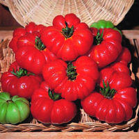 Graines potagères TOMATE CÔTELEE COSTOLUTO GENOVESE (Solanum lycopersicum) - Graineterie A. DUCRETTET