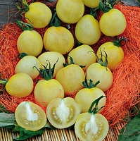  TOMATE CERISE TOMATE CERISE-MIRABELLE BLANCHE (Solanum lycopersicum)-Graines non traitées - Graineterie A. DUCRETTET