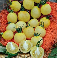  TOMATE CERISE TOMATE CERISE-MIRABELLE BLANCHE (Solanum lycopersicum)-Graines non traitées - Graineterie A. DUCRETTET