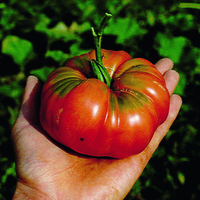  TOMATE CÔTELEE TOMATE CÔTELEE-Potiron écarlate (Solanum lycopersicum)-Graines non traitées - Graineterie A. DUCRETTET