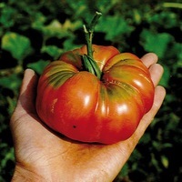 Graines potagères TOMATE CÔTELEE Potiron écarlate (Solanum lycopersicum) - Graineterie A. DUCRETTET