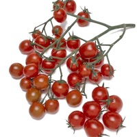  TOMATE CERISE TOMATE CERISE-PEPE F1 (Solanum lycopersicum)-Graines non traitées - Graineterie A. DUCRETTET