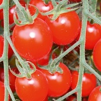 Graines potagères TOMATE CERISE BARTELLY F1 (Solanum lycopersicum) - Graineterie A. DUCRETTET