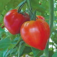 Graines potagères TOMATE ALLONGEE CUPIDISSIMO F1 - Graineterie A. DUCRETTET