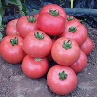  TOMATE RONDE TOMATE RONDE-DIMEROSA F1 (Solanum lycopersicum)-Graines biologiques certifiées - Graineterie A. DUCRETTET
