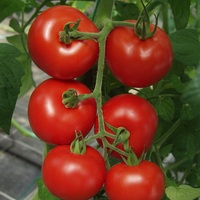 Graines potagères TOMATE RONDE BIO HAMLET F1 - Graineterie A. DUCRETTET