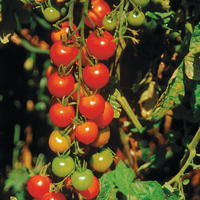 Graines potagères TOMATE CERISE BIO GARDENER'S DELIGHT (Délice des jardiniers) - Graineterie A. DUCRETTET