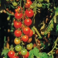  TOMATE CERISE TOMATE CERISE-GARDENER'S DELIGHT (Délice des jardiniers) (Solanum lycopersicum)-Graines biologiques certifiées - Graineterie A. DUCRETTET
