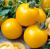  TOMATE RONDE TOMATE RONDE-GOLDEN BOY F1 (Solanum lycopersicum)-Graines non traitées - Graineterie A. DUCRETTET