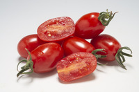  TOMATE CERISE TOMATE CERISE-DATTORED F1 (Solanum lycopersicum)-Graines non traitées - Graineterie A. DUCRETTET