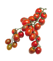  TOMATE CERISE TOMATE CERISE-MINI TIGER EYES F1 (Solanum lycopersicum)-Graines non traitées - Graineterie A. DUCRETTET