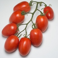  TOMATE ALLONGEE TOMATE ALLONGEE-ATYLIADE F1 (Solanum lycopersicum)-Graines non traitées - Graineterie A. DUCRETTET