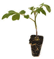 Graines potagères PORTE-GREFFE RADAR F1 (Solanum aethiopicum) - Graineterie A. DUCRETTET