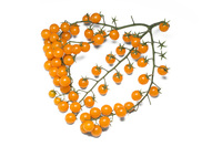  TOMATE CERISE TOMATE CERISE-PERLINO F1 (Solanum lycopersicum)-Graines non traitées - Graineterie A. DUCRETTET