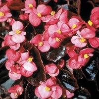  BEGONIA SEMPERFLORENS BEGONIA SEMPERFLORENS-COCKTAIL F1 (Begonia semperflorens)-rose foncé brillant, graines enrobées - Graineterie A. DUCRETTET