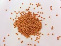 Graines potagères ENGRAIS VERT LENTILLE ROSANA CORAIL (Phacelia tanacetifolia) - Graineterie A. DUCRETTET
