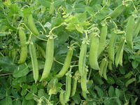Graines potagères POIS SENATOR (Pisum sativum) - Graineterie A. DUCRETTET