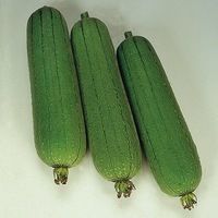 Graines potagères COURGE EPONGE COURGE EPONGE (Luffa cylindrica (Aethiopica)) - Graineterie A. DUCRETTET