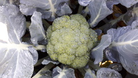 Graines potagères CHOU BROCOLI ALMORA F1 (Brassica oleracera gemmifera) - Graineterie A. DUCRETTET