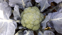  CHOU BROCOLI CHOU BROCOLI-ALMORA F1 (Brassica oleracea botrytis cymosa)-Graines non traitées - Graineterie A. DUCRETTET