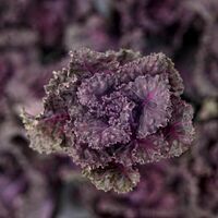 Graines potagères CHOU DE BRUXELLES FRIVOLE RED F1 (Brassica oleracera gemmifera) - Graineterie A. DUCRETTET