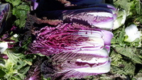  CHOUX CHINOIS PE TSAI CHOUX CHINOIS PE TSAI-SCARNADE F1 (Brassica rapa subsp. pekinensis)-Graines non traitées - Graineterie A. DUCRETTET