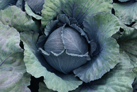 Graines potagères CHOU ROUGE DAVARO F1 - Graineterie A. DUCRETTET