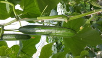  CONCOMBRE LONG HOLLANDAIS CONCOMBRE LONG HOLLANDAIS-DARWIN F1 (Cucumis sativus)-Graines non traitées - Graineterie A. DUCRETTET