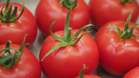  TOMATE RONDE TOMATE RONDE-PAOLINE F1 (Solanum lycopersicum)-Graines non traitées - Graineterie A. DUCRETTET