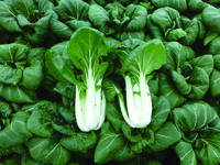 Graines potagères CHOU CHINOIS PAK CHOI KARAOKE F1 (Brassica campestris) - Graineterie A. DUCRETTET