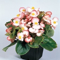  BEGONIA SEMPERFLORENS BEGONIA SEMPERFLORENS-SUPER OLYMPIA F1 (Begonia semperflorens)-blanc bordé rose, graines enrobées - Graineterie A. DUCRETTET