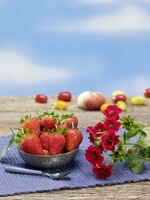  FRAISE A FRUITS CHARNUS FRAISE A FRUITS CHARNUS-SUMMER BREEZE F1 (Fragaria)-Graines non traitées - Graineterie A. DUCRETTET