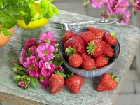  FRAISE A FRUITS CHARNUS FRAISE A FRUITS CHARNUS-SUMMER BREEZE F1 (Fragaria)-Graines non traitées - Graineterie A. DUCRETTET