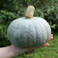 Graines potagères COURGE, POTIRON ET CITROUILLE SOMBRA F1 (Cucurbita Maxima) - Graineterie A. DUCRETTET