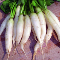 Graines potagères RADIS NAVET (Minowase) Glaçon (Raphanus sativus) - Graineterie A. DUCRETTET