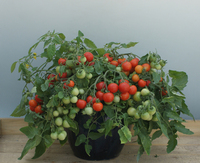 Les légumes de patio - TOMATE pour suspension - Graineterie A. DUCRETTET