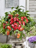 Graines de fleurs POIVRON SNACKING MINI FROM HEAVEN F1 (Capsicum annuum) - Graineterie A. DUCRETTET
