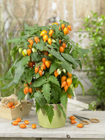 TOMATE pour suspension TOMATE pour suspension-SUNNY DROPS (Lycopersicum)-Graines non traitées - Graineterie A. DUCRETTET