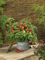  TOMATE pour suspension TOMATE pour suspension-DONNA ROUGE (Lycopersicum)-Graines non traitées - Graineterie A. DUCRETTET