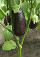 Graines potagères AUBERGINE MERONDA (Solanum melongena) - Graineterie A. DUCRETTET