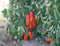 Graines potagères TOMATE ALLONGEE EDUARDO F1 (Solanum lycopersicum) - Graineterie A. DUCRETTET
